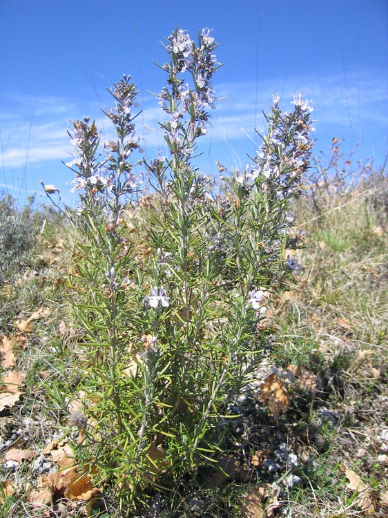 Rosmarinus officinalis